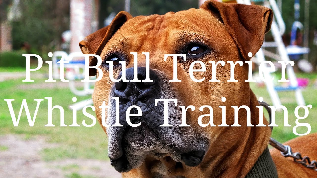 Pit Bull Terrier Whistle Training YouTube