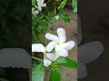 Cape Jasmine Flower | #nature #shorts #flowers #homegardening #garden #capejasmine #gardenflowers
