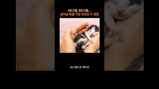 49그램, 60그램... 살아날 확률 가장 낮았던 두 생명#미숙아고양이 #구조고양이 #감동스토리 #동물구조 #고양이입양