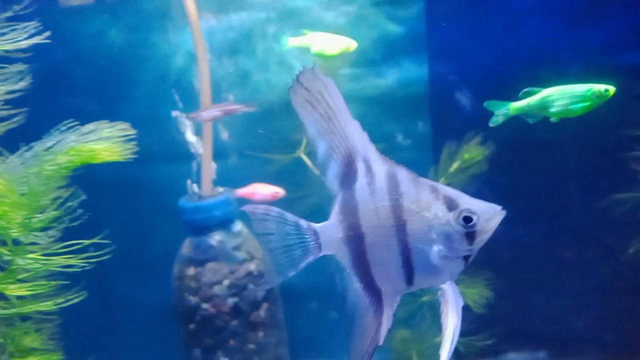 angelfish petsmart