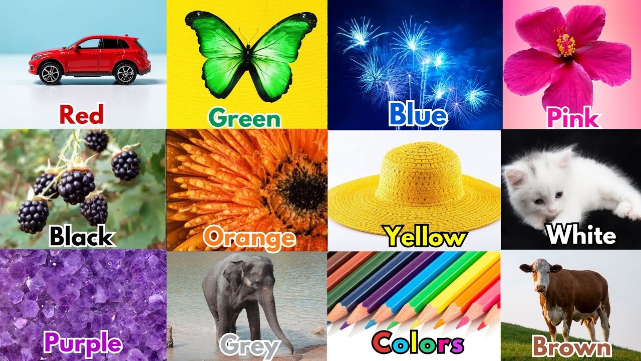 We Love all the Colors | Easy to Learn Colors |Learn English Vocabulary for Toddlers |Nursery Rhymes