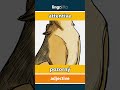 🇬🇧🇸🇰 attentive - pozorný : learn English : naučme sa anglicky : vocabulary builder