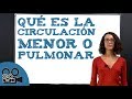 Qué es la circulación menor o pulmonar