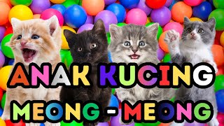 ANAK KUCING MEONG MEONG‼️ ANAK KUCING GEMOY‼️KUCING MEONG MEONG #kucinglucu