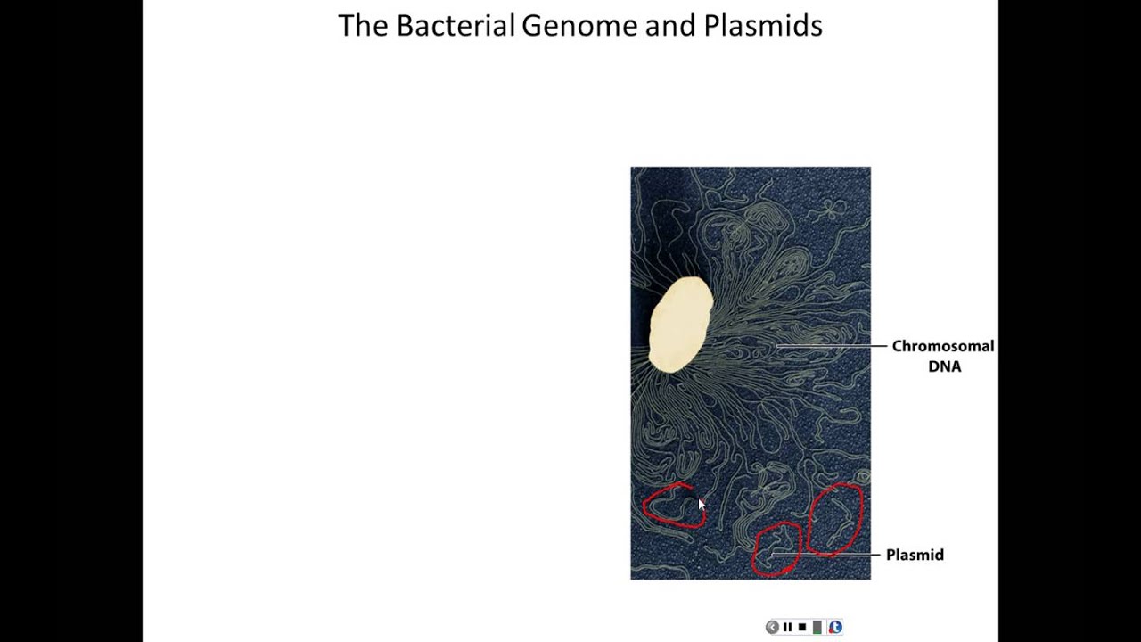 Lecture 12 - Bacterial Genetic Systems
