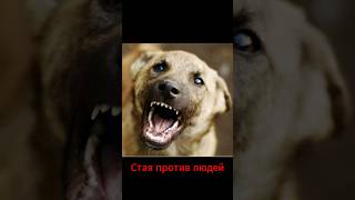 дворняги против людей 2 #амстафф #собака #americanstaffordshire #собаки  #стаффорд #amstaff  #стафф