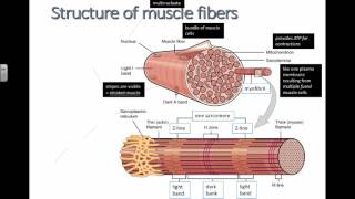 Structure of Muscle Fibers (IB Biology)