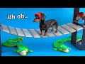 Wiener dog obstacle challenge extended version