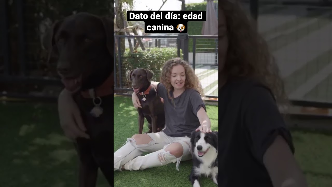 Dato del día: edad canina 🐶🐾 
