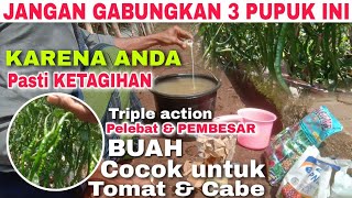 MENAKJUBKAN‼️#BUAH #TOMAT DAN #CABAI #CEPAT #BESAR DAN #MAKIN #LEBAT #DENGAN #3PUPUK INI