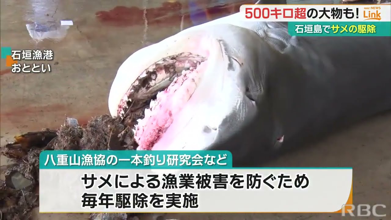 漁業被害防止へ 仕留めたのは“500キロ超の大物”など“海のギャングを115