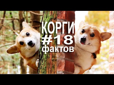 Вельш-корги пемброк: 18 фактов  🐾  Описание породы собак