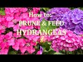 Easy guide to Pruning and Fertilizing Hydrangeas