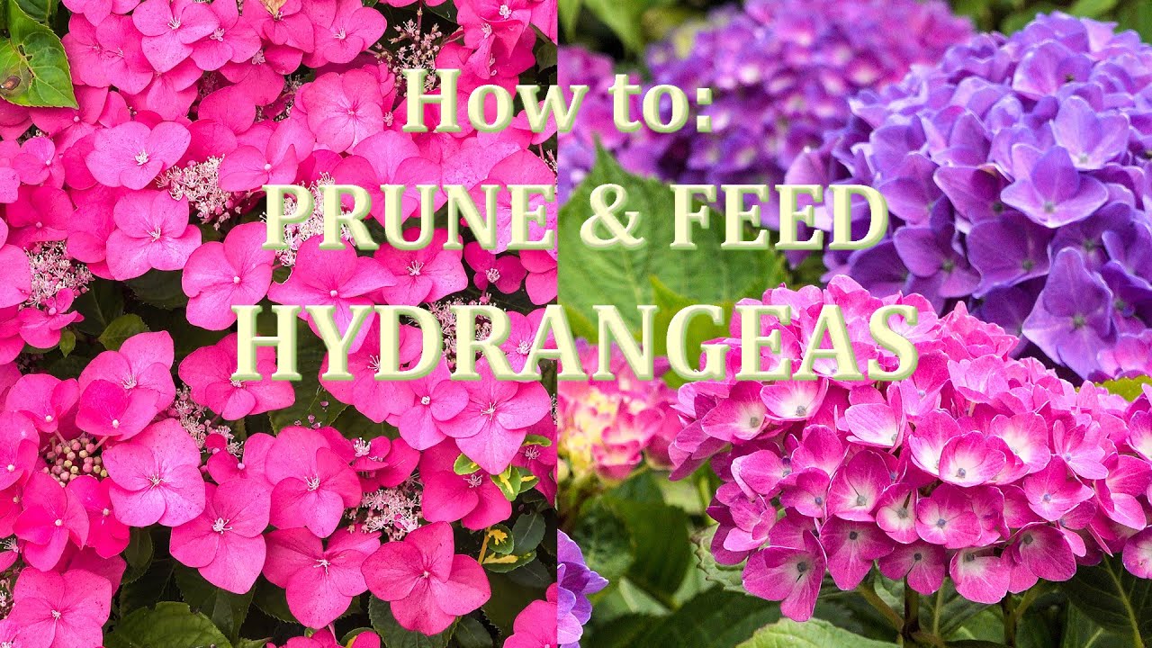Priming Hydrangea Easy guide to Pruning and Fertilizing Hydrangeas - YouTube