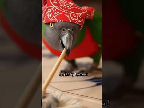 ببغاء بوبو تيسيق الدار بكراطة صغيرة وداير نيفية  