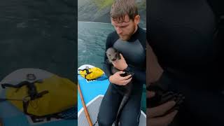 Man Saves Sea Otter From Shark 🦈 #animalrescue #seaotter #animalfriendship #shorts