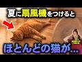 【知らないと危険】夏に逆効果な猫の暑さ対策7選