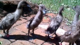 Runner Ducks And An Old Patterdale