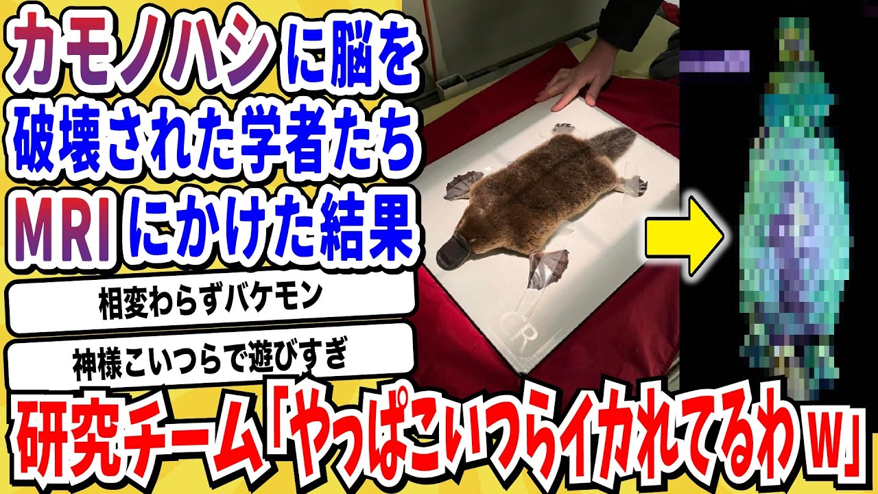 【2ch動物スレ】カモノハシとかいう地球のバグで生まれた生物がヤバすぎるwwwww【なんj/にちゃん 面白いスレ】