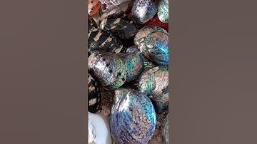 Abalone shells!