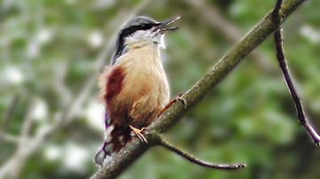 Nuthatch Birds Singing with Slowed Down Audio