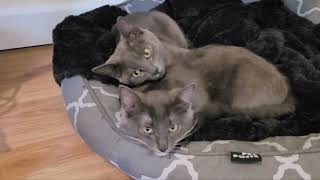 Panther an Fluff Ball sleep together in the same bed!! by Quantum Audio (Quantum Meow) 10,170 views 2 years ago 1 minute, 1 second