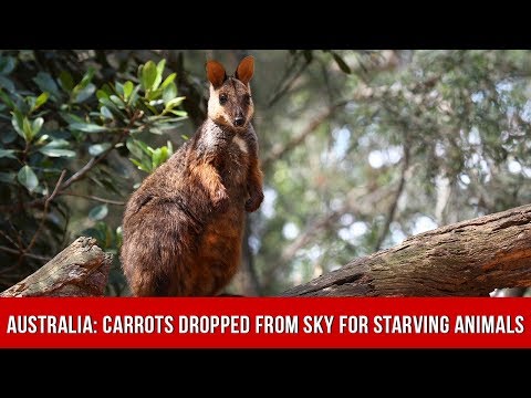 Flash On | Food Airdropped On Australia's Burned Forests To Save Starving Animals