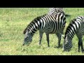 Африканское сафари [Кения, Танзания] -- часть 1
