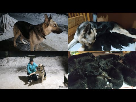 Будни собаки с щенками ! Кормление , прогулка . Иртыш и Дели ❤️ Дети играют в снежки