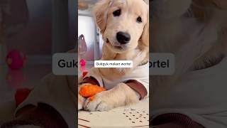 Download Lagu GUKGUK IS EATING A CARROT :) #shorts #funny #cutedog #fyp MP3