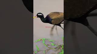 Bronze Winged Jacana Spotted In Kaziranga