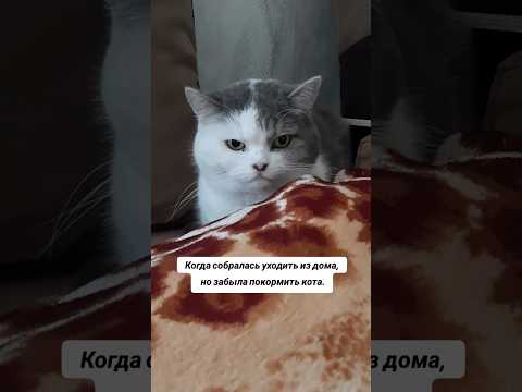 Кратко о хозяйке?#ольгамакsola#юмор#кот#котики#кошки#кошка#котенок#животные#смешно#смешнойшортс#кіт