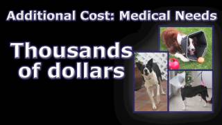 Border Collies In Need: A Rescue Dog's True Cost