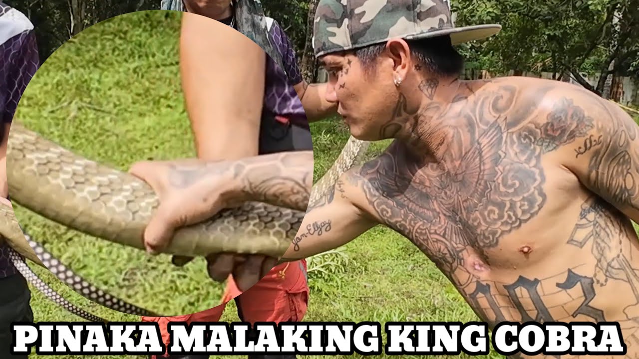 PINAKAMALAKING KING COBRA SA KASAYSAYAN #cobraprince 