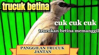 Suara Panggilan Trucukan Betina Pancingan Trucuk Jantan Bakalan ombyokan Dan Malas Bunyi