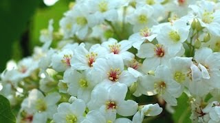 苗栗油桐花之旅21 Apr 2014 苗栗油桐花之旅21 Apr 2014