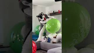 Stubborn Boltsno1Fan