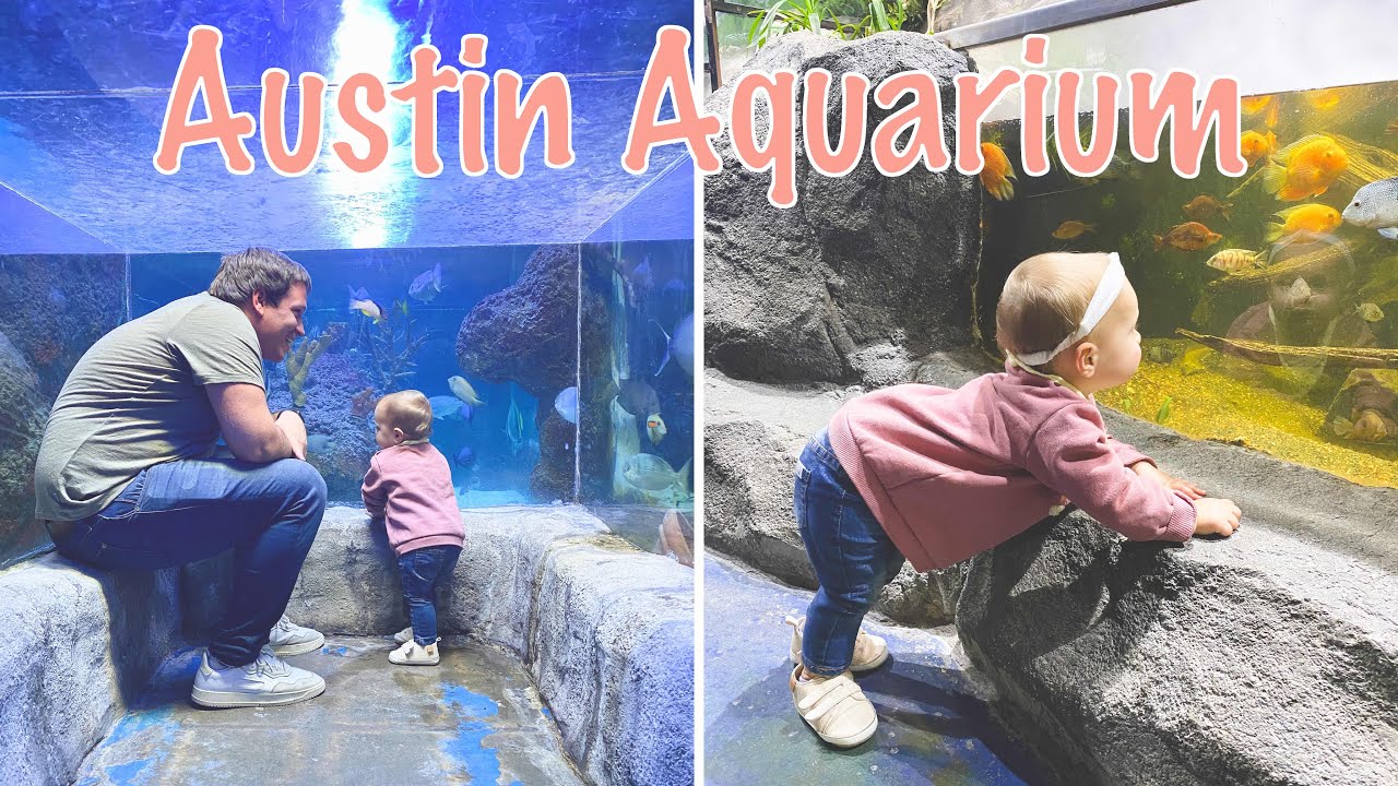 The Austin Aquarium! YouTube