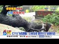 泥流"沖進派出所"恐怖吞噬! 巨樹吹垮倒塌"貫穿民宅"│中視新聞 20260711