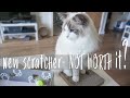 Cheap scratcher from ALDI review | Ragdolls Pixie and Bluebell