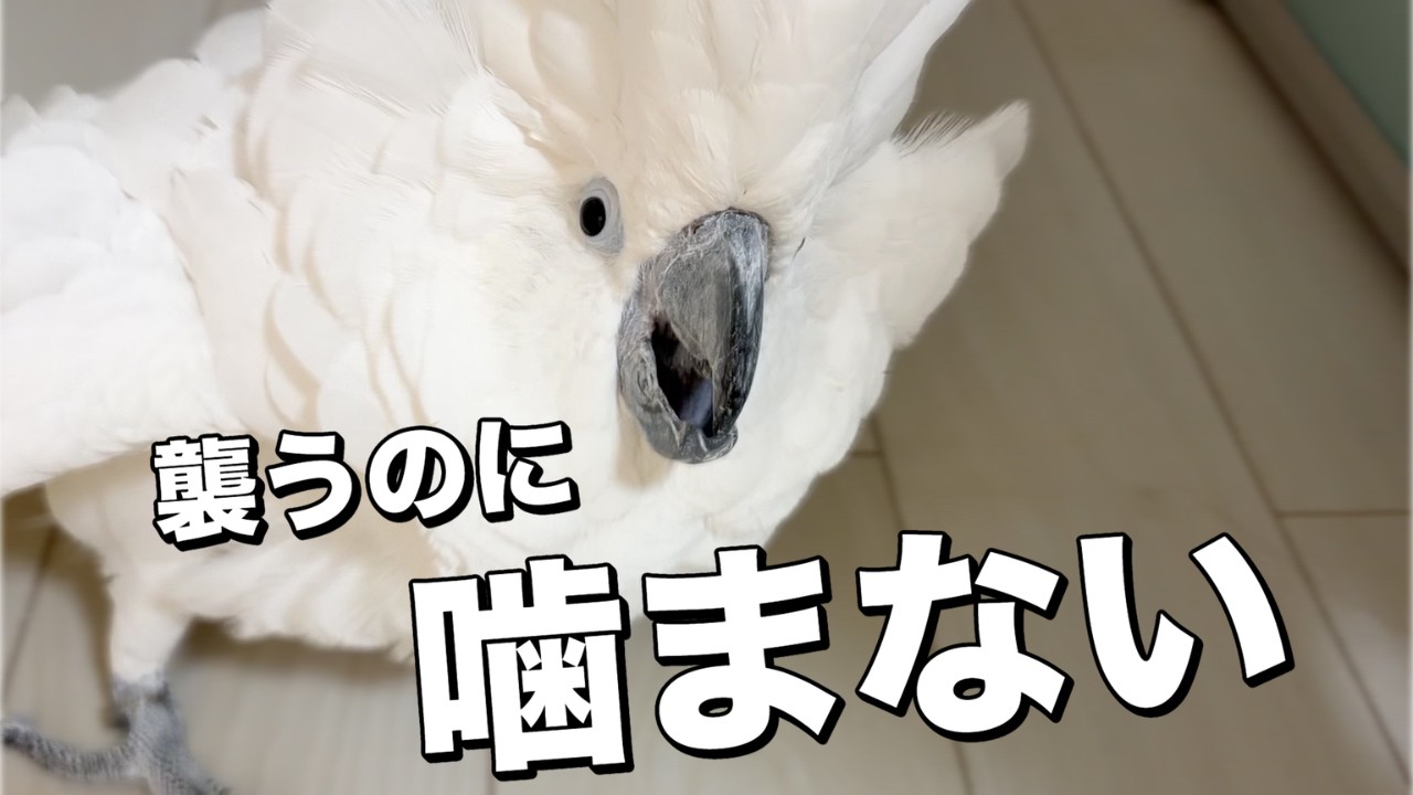 ゆきまる氏、襲うのに噛まない夜でした