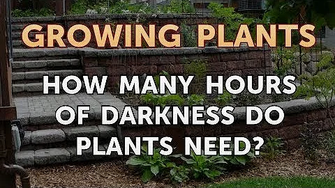 Kolik hodin tmy rostliny potřebují?