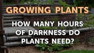 How Many Hours of Darkness Do Plants Need? - YouTube