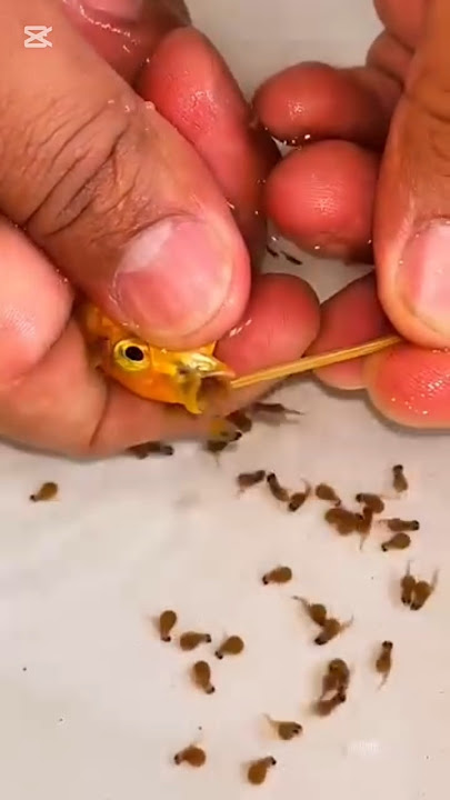 كانت هتاكل عيالها😯