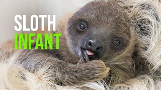 Sloth Day: Schönbrunn Zoo Celebrates with Newborns
In the birdhouse of Schönbrunn Zoo @thezoovienna sloths are undoubtedly the big favorites among the audience. Those who visit them tomorrow, on the occasion of Sloth Day, will experience a small furry surprise. For the 13th time, we have had offspring among our sloths. A young one was born on August 20th. Initially, it was hidden in the protective fur of the mother, but by now, you can observe the little one well, announces Simone Haderthauer, zoological department head, with joy. The young one lies on its mother like in a hammock. It will only start hanging independently on branches at about six months old.
Sloth Day was established in 2010 to draw attention to these amazing animals and their habitat. Haderthauer says, Two-toed sloths spend their lives hanging upside down in trees. Although they are not currently considered threatened, their habitat is steadily shrinking due to the ongoing deforestation of rainforests in South America. Sloths main diet consists of leaves and buds. They spend much of their day dozing to save energy. Schönbrunn Zoo is committed to raising awareness among its visitors for nature and species protection so that sloths and all the other fascinating representatives of the animal kingdom do not disappear from our planet. Sloth Day: Schönbrunn Zoo Celebrates with Newborns