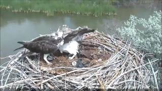 5/30/2016 at 3:37 pm MDT Boulder County Fairgrounds Osprey Camera   Push Me Pull You