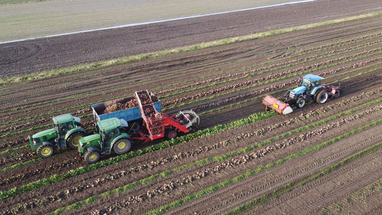 Bieten rooien met Gilles 2-fasen systeem