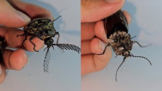 Meet The Incredible Giant Click Beetle From Asia - Oxynopterus Audouini
