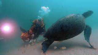 تكاثر السلاحف في رأس الحد. سلطنة عمان    turtles breeding in Ras Al Hadd.  Sultnate of Oman