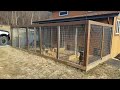 Dog Training Business - Reflection Dog Training Business - Reflection